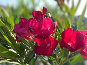 a group of red flowers with green leaves at Olivenblatt 4 in Bardolino