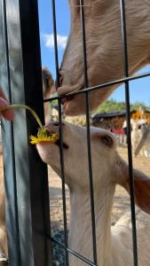 a cow feeding a baby goat in a cage at Agroturystyka,, Ranczo Kruszynki" in Stronie Śląskie