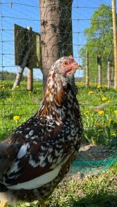 Zvieratá na farme alebo blízkom okolí