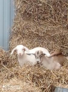 斯托尼拉斯奇的住宿－Agroturystyka,, Ranczo Kruszynki"，两只小羊躺在一堆干草中