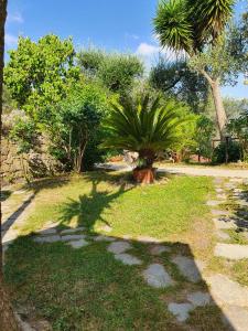 uma sombra de uma palmeira na relva em L'Uliveto D'Argento em Finale Ligure