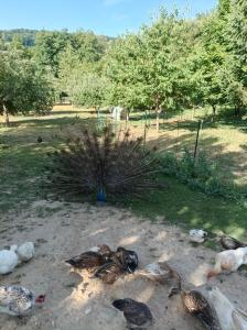 Príroda v okolí dovolenkového domu