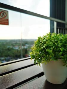 uma planta sentada numa mesa em frente a uma janela em Kiki Homestay @ Timurbay, Kuantan em Kampung Sungai Karang