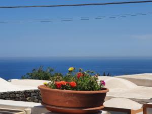 una maceta de flores sentada sobre una cornisa en I dammusi zaffiro e ambra, en Pantelleria