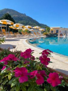 - un groupe de fleurs roses à côté d'une piscine dans l'établissement Hotel Parco Delle Agavi, à Ischia