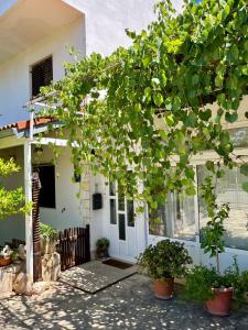 a tree in front of a house at Gorana apartman with swimming pool in Jelsa