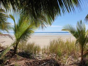 a view of a beach with palm trees and the ocean at Palmetto Lodge in Playa San Miguel 