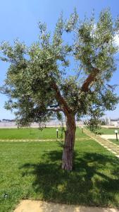a tree in the middle of a green field at Armonia Galeta in Nardò