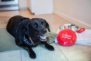 a black dog laying on the floor next to a dog bowl at Inn at Schoolhouse Creek in Mendocino