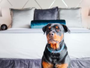 a dog sitting in front of a bed at Paradox Hotel Vancouver in Vancouver