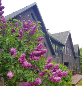 une brousse de fleurs violettes devant une maison dans l'établissement Viesu māja Zvilnis, à Pāvilosta