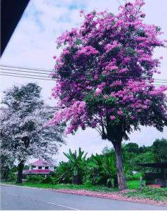 Sakura Homestay 4 bedrooms 14pax- Eaton Hills Padang Kerbau Miri في ميري: شجرة مليئة بالورود الزهرية على جانب الطريق