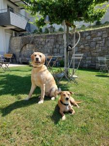 two dogs sitting in the grass in a yard at Emma's B&B - Self Check-in Hotel in Lungern