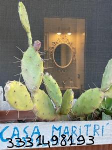 Fotografia z galérie ubytovania Casamari v destinácii Marzamemi