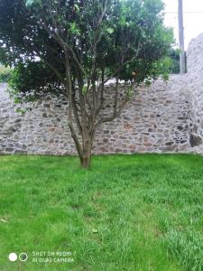 un árbol en la hierba junto a una pared de piedra en Apartamento A Nave, en Finisterre
