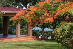 A garden outside Abangane Guest Lodge
