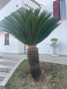 een palmboom voor een gebouw bij La Casa Dei Ricordi in Lanciano