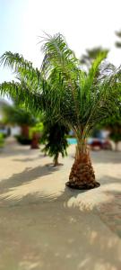 a small palm tree sitting on the ground at Dulaa Deema Residence Brufut Heights in Trankill