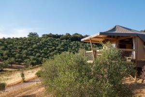 a house with a view of a field of trees at Glamping Podere San Jacopo in Massa Marittima