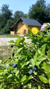 une plante avec une fleur jaune et une maison en arrière-plan dans l'établissement Domek w borówkach, à Tokarnia