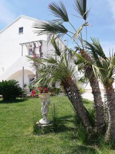 a palm tree in the middle of a grassy area at Agriturismo Masseria Cannella in Lesina