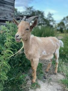 Zvieratá v penzióne alebo blízkom okolí
