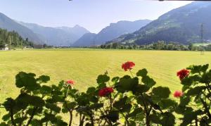 zielone pole z kwiatami i górami w tle w obiekcie Ferienwohnung Zillertaler Alpenblick w mieście Zell am Ziller