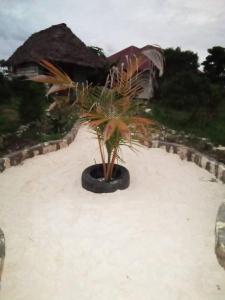 a palm tree in a black pot on the beach at Marashi Villa in Nungwi