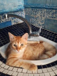 an orange cat laying in a bathroom sink at dar stefano in Essaouira