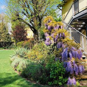 un arbusto de flores púrpuras al lado de una casa en Hotel Villa Nabila, en Reggiolo