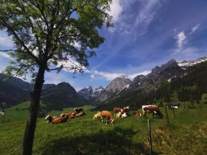 Zvieratá v apartmáne alebo blízkom okolí