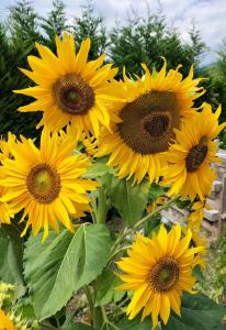 Fotografie z fotogalerie ubytování I girasoli v destinaci Sanzeno