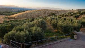 une vue aérienne sur un vignoble avec des arbres et une route dans l'établissement Agriturismo Rende, à Tarsia