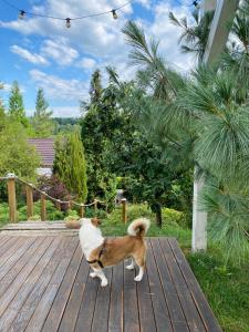 un perro blanco y marrón parado en una terraza de madera en Casa cu Suflet, en Sighişoara