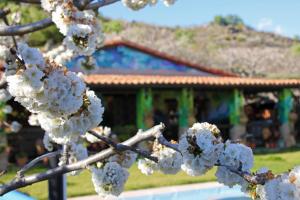 Casa Rural Entre dos Aguas في نافاكونسيخو: فرع شجرة عليها زهور بيضاء