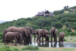 una manada de elefantes parados en un abrevadero en Hopewell Private Game Reserve, en Buyskloof