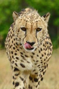 a close up of a cheetah with its tongue at Hopewell Private Game Reserve in Buyskloof