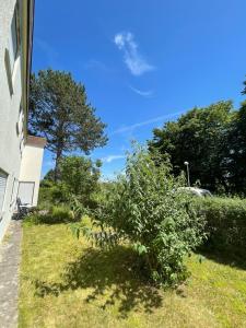 a bush in the grass next to a house at 2-Zimmer-Nichtraucher-Ferienwohnung Strobel in Tübingen