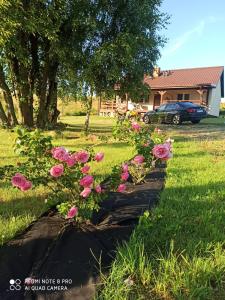 una cama de rosas rosas en un patio en Dom przy lesie en Stare Juchy