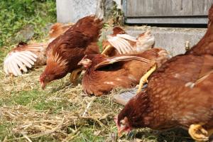 un grupo de pollos parados en la hierba en Grubhof Appartements, en Ellmau