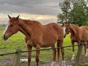 two horses standing next to a fence in a field at Black Horse in Pasłęk