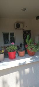 Vườn quanh Casa Diana +12 ảnh