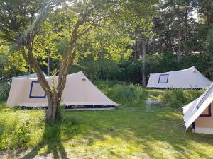 eine Gruppe von Zelten auf einem Feld mit Bäumen in der Unterkunft Ameland tentenverhuur Ameland in Nes