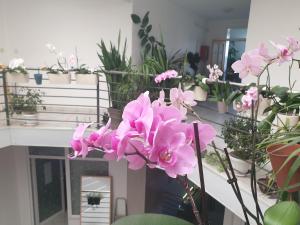 Foto dalla galleria di Atrijum apartmani Apatin a Apatin