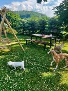 Domácí mazlíčci ubytovaní s hosty v ubytování Bieszczadzkie Knieje P1