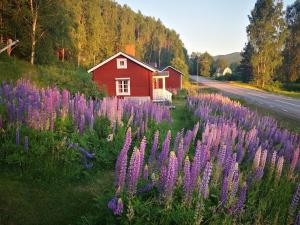 a field of purple flowers in front of a red house at Lilla Huset in Stöllet