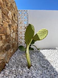 een cactus in de hoek van een kamer bij Kastro Antiparos in Antiparos Stad