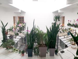 Giardino di Atrijum apartmani Apatin
