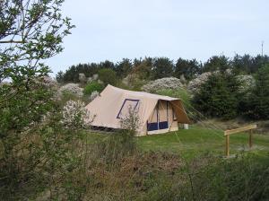 内斯Ameland tentenverhuur Ameland的树木林立的帐篷
