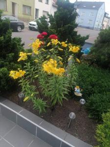 a bunch of yellow flowers in a garden at Ferienwohnung Gabry in Saarlouis